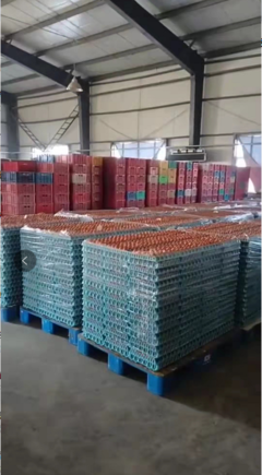 德惠市鴻德商貿 春節前后蛋價弱勢分析，3月份有望回暖